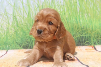 Les chiots de Cocker Spaniel Anglais