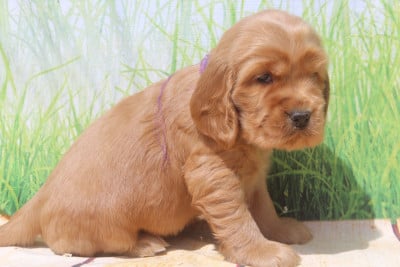 Les chiots de Cocker Spaniel Anglais