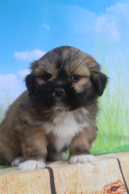 Les chiots de Lhassa Apso