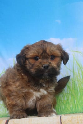 Les chiots de Lhassa Apso