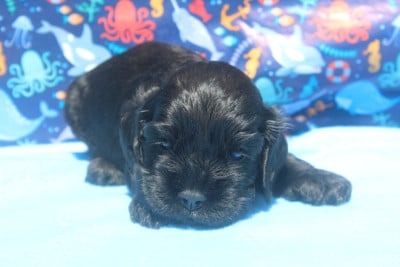 Les chiots de American Cocker Spaniel