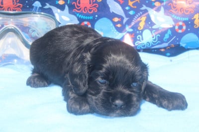 Les chiots de American Cocker Spaniel