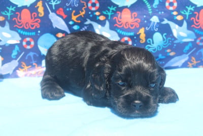 Les chiots de American Cocker Spaniel