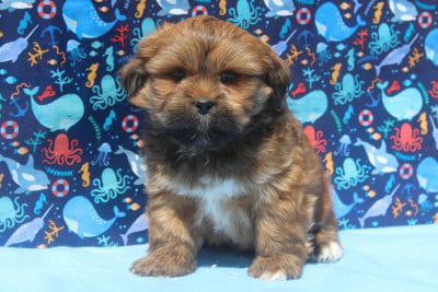 Les chiots de Lhassa Apso