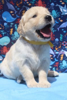 Les chiots de Golden Retriever