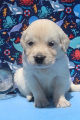 Les chiots de Golden Retriever