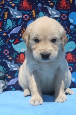 Les chiots de Golden Retriever