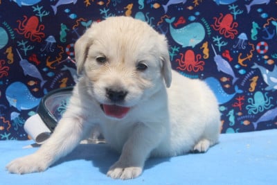 Les chiots de Golden Retriever