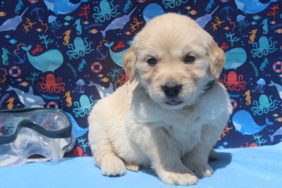Les chiots de Golden Retriever