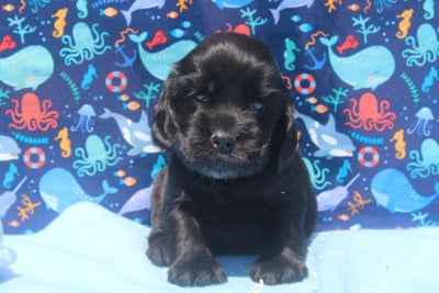 Les chiots de Cocker Spaniel Anglais