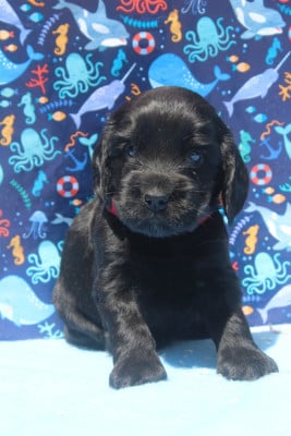 Les chiots de Cocker Spaniel Anglais