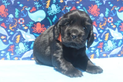 Les chiots de Cocker Spaniel Anglais
