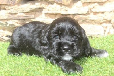 Les chiots de American Cocker Spaniel