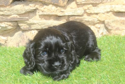 Les chiots de American Cocker Spaniel