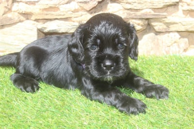 Les chiots de American Cocker Spaniel