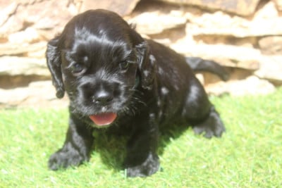 Les chiots de American Cocker Spaniel