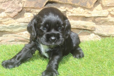 Les chiots de American Cocker Spaniel