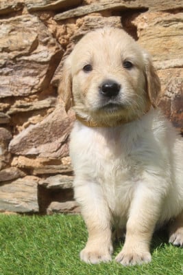 Les chiots de Golden Retriever