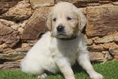 Les chiots de Golden Retriever