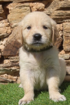 Les chiots de Golden Retriever