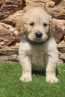 Les chiots de Golden Retriever