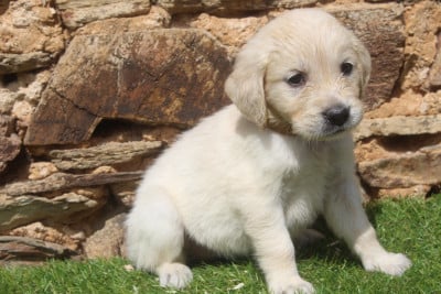 Les chiots de Golden Retriever