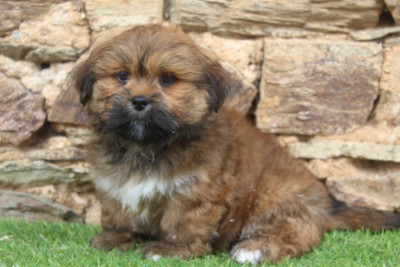 Les chiots de Lhassa Apso