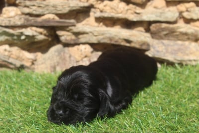 Les chiots de Cocker Spaniel Anglais