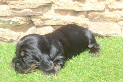 Les chiots de Cocker Spaniel Anglais