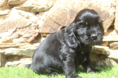 Les chiots de Cocker Spaniel Anglais