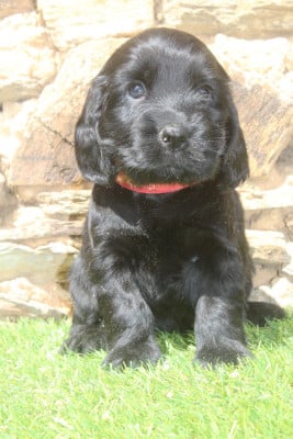 Les chiots de Cocker Spaniel Anglais