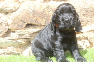 Les chiots de Cocker Spaniel Anglais