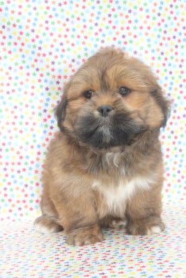 Les chiots de Lhassa Apso