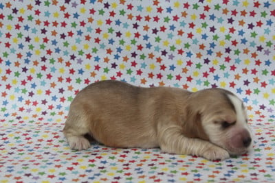 Cocker Spaniel Anglais