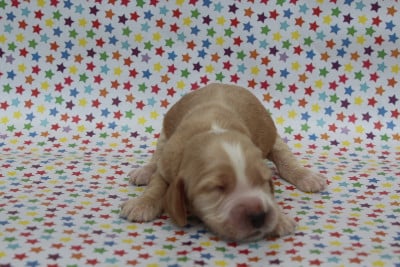 MALE FAUVE CLAIR - Cocker Spaniel Anglais