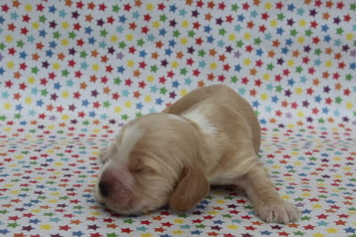 Male fauve clair - Cocker Spaniel Anglais