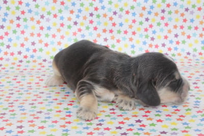 FEMELLE ZIBELINE - Cocker Spaniel Anglais