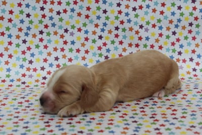 FEMELLE FAUVE CLAIR - Cocker Spaniel Anglais