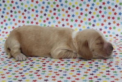 Femelle fauve clair - Cocker Spaniel Anglais