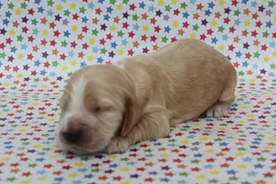 Femelle fauve clair - Cocker Spaniel Anglais