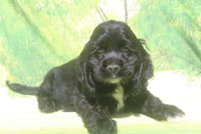 Les chiots de American Cocker Spaniel