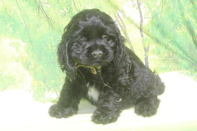 Les chiots de American Cocker Spaniel