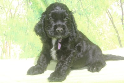 Les chiots de American Cocker Spaniel