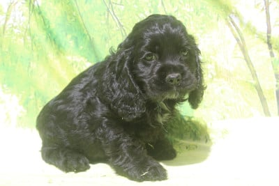 Les chiots de American Cocker Spaniel