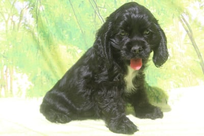 Les chiots de American Cocker Spaniel