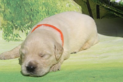 Les chiots de Golden Retriever