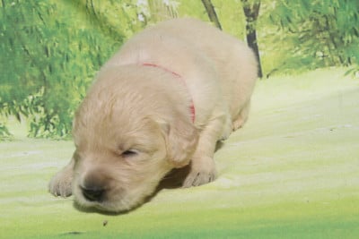 Les chiots de Golden Retriever