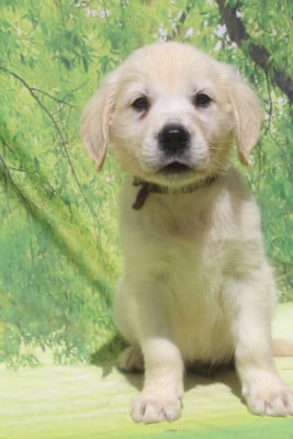 BALTIC MALE - Golden Retriever