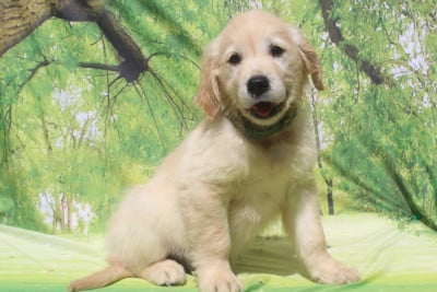 Bubulle FEMELLE - Golden Retriever