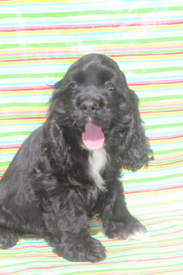 Les chiots de American Cocker Spaniel